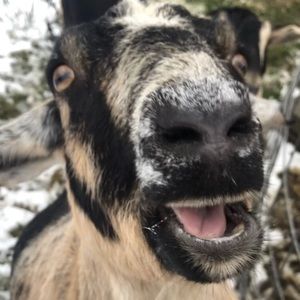 Meet your Posher, Adam